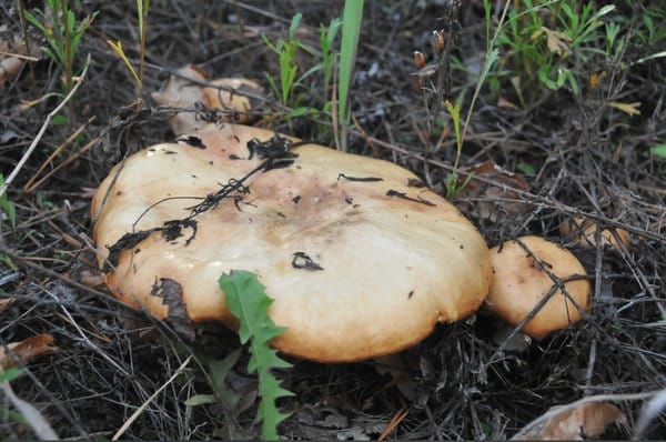 Жители Свободного радуются неожиданному урожаю июньских грибов. Новости