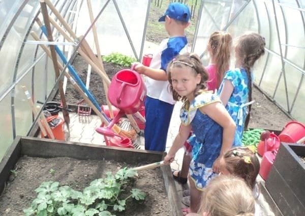 Школьники с особенностями здоровья в Свободном выращивают по программе гарденотерапии капусту и цветы