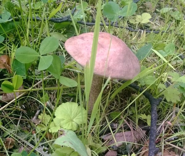 Первые грибы этого лета свободненцы находят... в городском парке. Новости