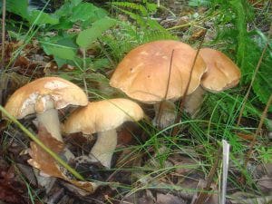 Амурские спасатели рекомендуют идти в лес за грибами в яркой одежде. Новости