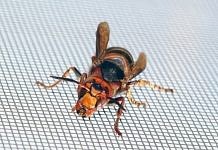 Амурчане страдают от жары и укусов ядовитых насекомых