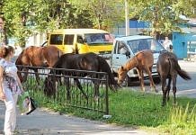 На улицах Свободного пасутся кони и коровы