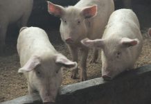 Амурчанин пытался вывезти мясо свиней из зоны карантина по африканской чумы