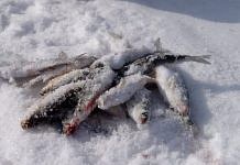 Свободненские рыбаки подвели итоги мартовского подлёдного лова