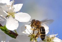 В Свободном дачница погибла от укуса пчелы