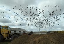 В свободненском колхозе «Луч» мечтают о новых комбайнах и спасают урожай от голубей