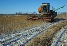 Свободненские фермеры убирают сою с заснеженных полей