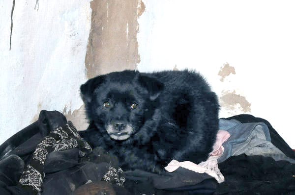 В сгоревшей квартире, где погибла женщина, остался без хозяев маленький щенок. Новости