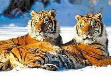 В 2014 году на территории Приамурья должны появиться четыре тигра