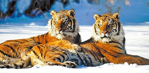 В 2014 году на территории Приамурья должны появиться четыре тигра . Новости