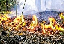 Нарушителей пожарной безопасности в амурских лесах ждут большие штрафы и реальные сроки