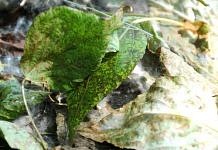 Ещё одна природная аномалия: свободненские тополя вместе с пухом сбрасывают листву