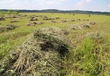 Выпавший недавно град уничтожил часть посевов зерновых в трёх фермерских хозяйствах  Свободненского района