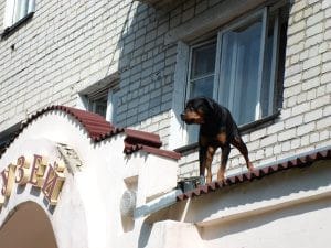 Собака на крыше музея. Новости