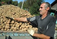В хозяйстве свободненского фермера сортируют гнилую картошку и надеются на урожай сои