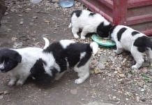 Жители свободненской пятиэтажки озабочены судьбой бездомной собаки с щенятами