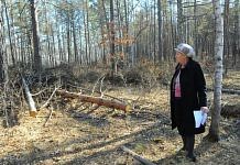 На территории одного из лучших в России школьных лесничеств Свободненского района орудуют «чёрные лесорубы»