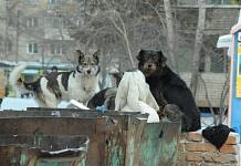В Анадыре уничтожат всех бездомных животных из-за угрозы эпидемии бешенства