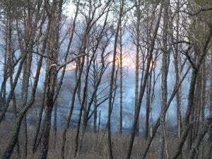 Пожары лес. Новости