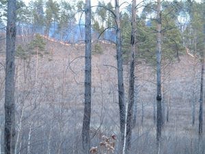 Пожары лес. Новости