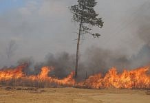 На тушение ста гектаров леса в 5 километрах от села Нижние Бузули Свободненского района ушло шесть часов