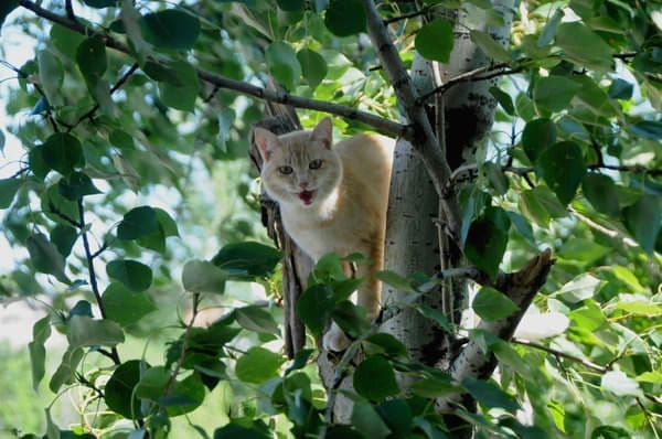 В Свободном нашлись спасатели для просидевшего больше пяти суток на высоком дереве кота. Новости