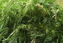 У жителя Свободненского района полицейские изъяли более полукилограмма марихуаны
