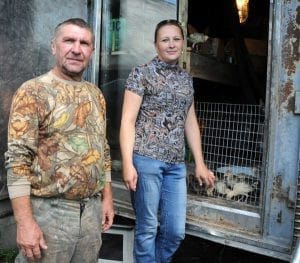 На руинах бывшего совхоза в Свободненском районе развернулась «индюшачья» ферма. Новости