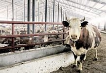В Амурской области создадут откормочные площадки, которые послужат для производства местного мяса