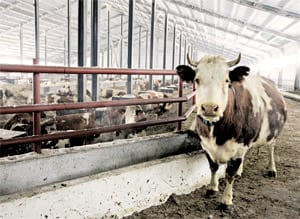 В Амурской области создадут откормочные площадки, которые послужат для производства местного мяса . Новости