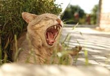 Вся Россия озабочена судьбой владивостокского кота-гурмана, оказавшегося кошкой