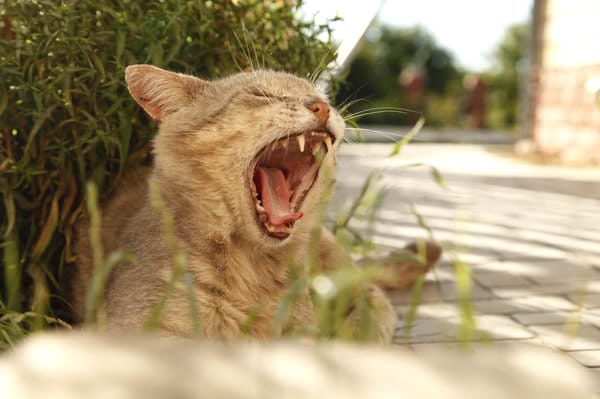 Вся Россия озабочена судьбой владивостокского кота-гурмана, оказавшегося кошкой. Новости