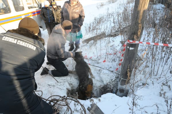 Свободненские спасатели достали упавшего в 15-метровый колодец пса. Новости