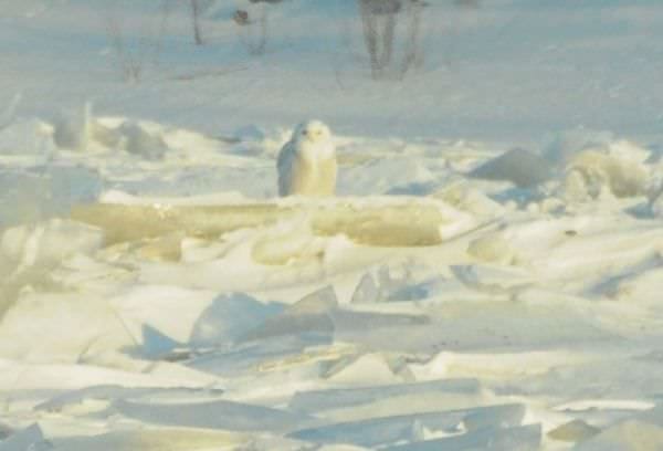 Фотокор «Зейских огней» запечатлел в окрестностях Свободного полярную сову. Новости