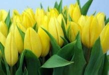 Выращенные в Свободненском плодопитомнике тюльпаны — лучший подарок к 8 Марта!