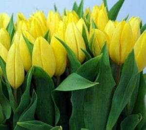 Выращенные в Свободненском плодопитомнике тюльпаны - лучший подарок к 8 Марта!. Новости