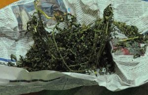 Полицейские нашли у водителей из Свободненского района шприцы с гашишным маслом и марихуану. Новости