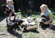 Во дворе свободненской многоэтажки у отравленной собаки остались 8 щенят