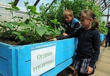 Школьники села Сычёвка Свободненского района вырастили первый урожай в собственной теплице