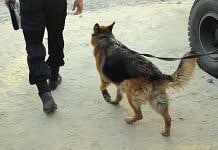 Служебная собака нашла наркотики в остановленной полицией на автодороге Свободный – Буссе «мазде»