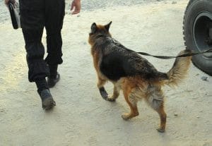 Служебная собака нашла наркотики в оставновленной полицией на автодороге Свободный – Буссе «мазде». Новости