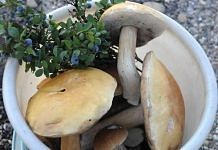 В окрестностях Свободного открыт «сезон охоты» за белыми грибами