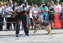 На центральной площади Свободного собака задержала «грабителя»