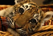 «Президентского» тигрёнка застрелили на лесовозной трассе в Хабаровском крае