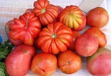 Лето этого года запомнится свободненцам небывалым урожаем помидоров