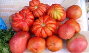 Лето этого года запомнится свободненцам небывалым урожаем помидоров. Новости