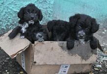 Около санатория «Свободный» в Суражевке нашли брошенных щенков