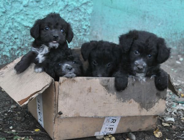 Около санатория «Свободный» в Суражевке нашли брошенных щенков. Новости