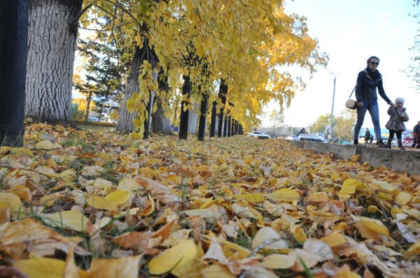 Золотая осень преобразила улицы Свободного. Новости