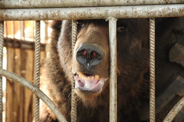 Следы медведей в Свободненском районе видели недалеко от космодрома и села Желтоярово. Новости